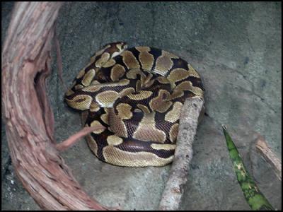 Ball Python (Python regius)