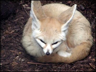 Fennec Fox (Vulpes zerda)