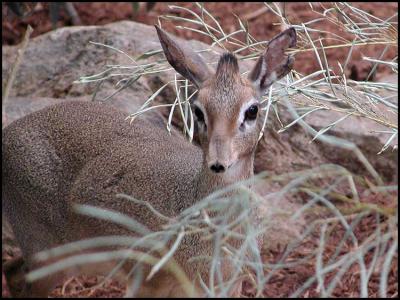 Kirk's Dik Dik (Madoqua kirkii)