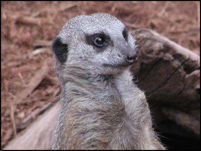 Slender-tailed Meerkat (Suricata suricatta suricatta)