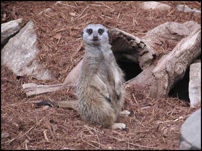Slender-tailed Meerkat (Suricata suricatta suricatta)