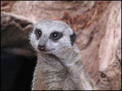 Slender-tailed Meerkat (Suricata suricatta suricatta)
