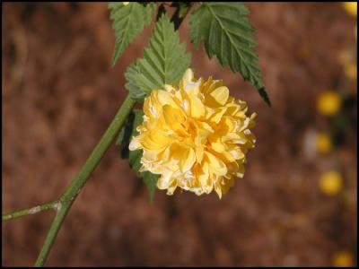 Unknown Flower on bush