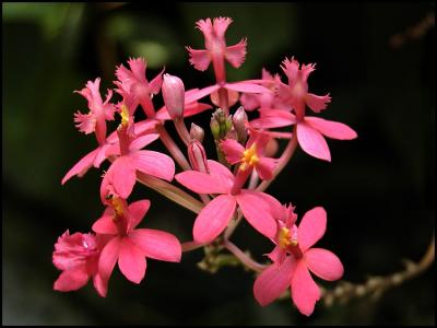 Unknown Tropical Flower
