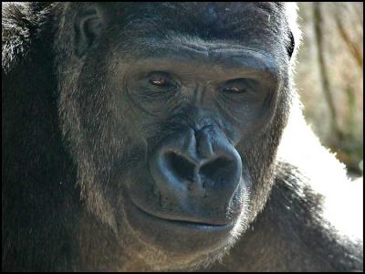 Western Lowland Gorilla (Gorilla gorilla gorilla)