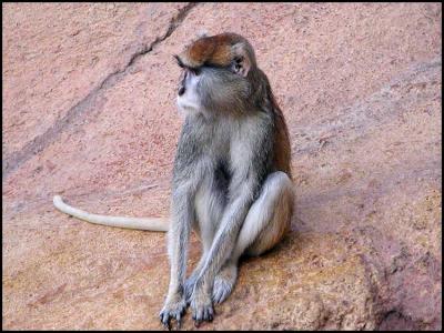 Patas Monkey (Erythrocebus patas)