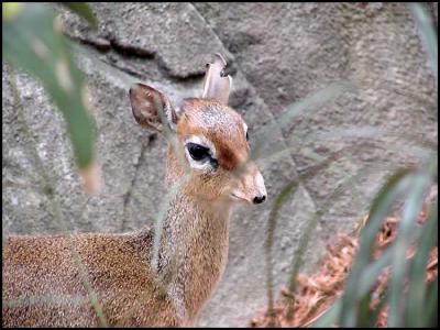 Kirk's Dik Dik (Madoqua kirkii)