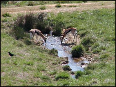 Thomson's gazelle (Gazella thomsoni)