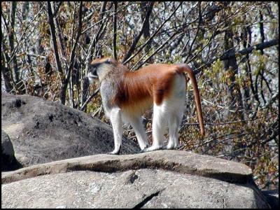 Patas Monkey (Erythrocebus patas)