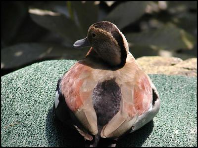 Lesser Whistling Duck (Dendrocygna javanica)
