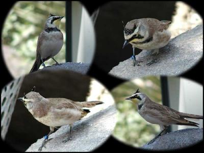 Horned lark (Eremophila alpestris)
