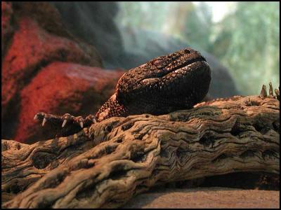 Gila monster (Heloderma suspectum)