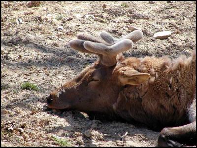 American elk (Cervus elaphus canadensis)