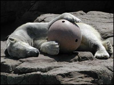 Polar bear (Ursus maritimus)