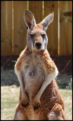 Kangeroo