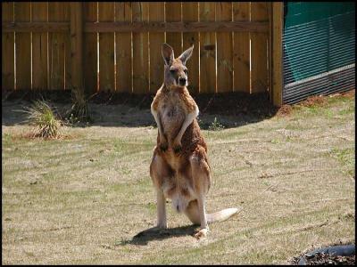 Kangeroo