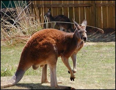 Kangeroo