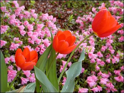 Tulips over Azaleas after April shower