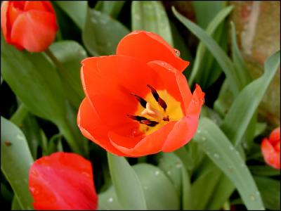 Tulip closeup