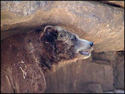 Grizzly bear (Ursus arctos horribilis)