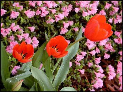 Tulips over Azaleas after April shower (second)
