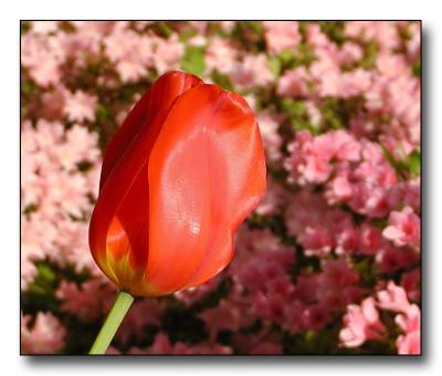 Tulip closeup