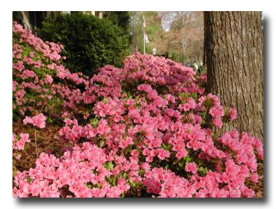 Azaleas in the front yard