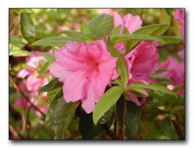 Azalea closeup