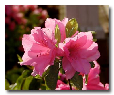 Azalea in the morning sun