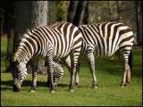 Grants Zebra (Equus burchelli bohmi)
