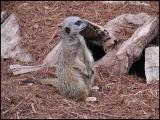 Slender-tailed Meerkat (Suricata suricatta suricatta)