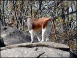 Patas Monkey (Erythrocebus patas)