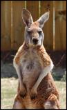 Kangeroo