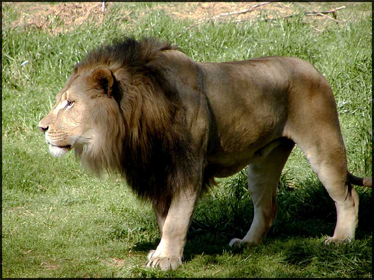 African Lion (Panthero leo)
