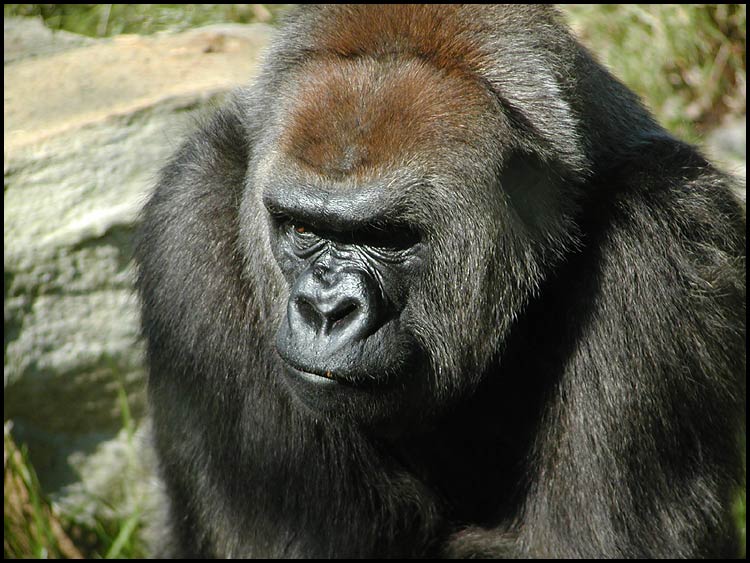 Western Lowland Gorilla (Gorilla gorilla gorilla)