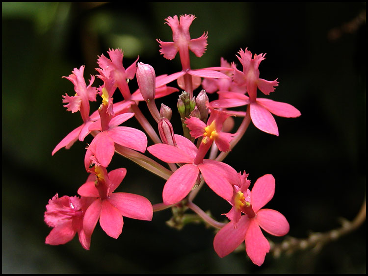 Unknown Tropical Flower