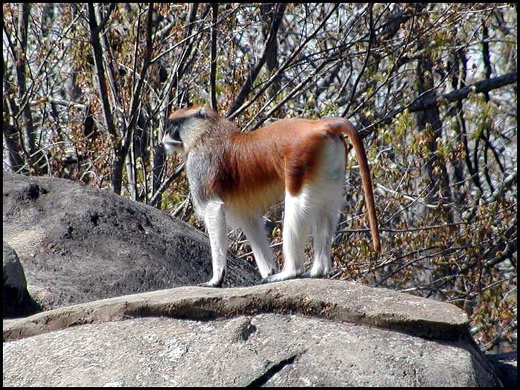 Patas Monkey (Erythrocebus patas)