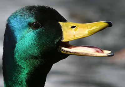 Town Crier - Mallard