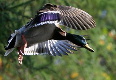 Air Brakes Deployed - Mallard Duck