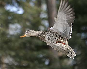 Cutie On The Run - Duck