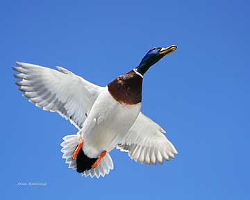 Wild Blue Yonder -Duck