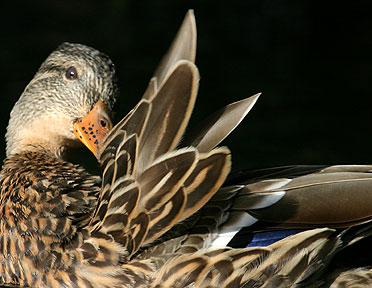 Ready For Your Inspection - Duck