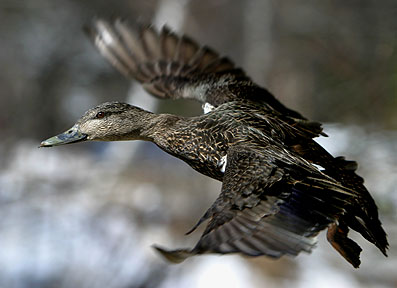 Black As Sin - Duck