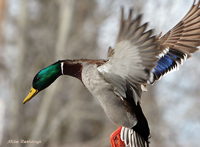 Swanky Mallard