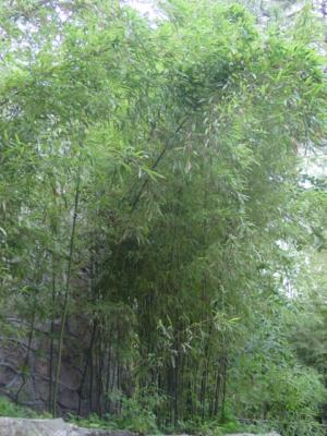 bamboo