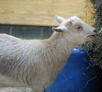 lucy_the_goat.jpg