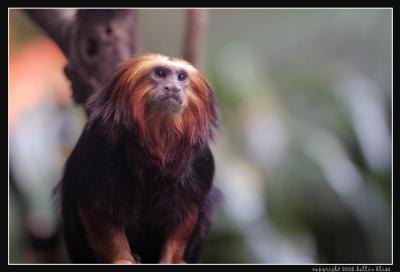 tamarind_wise01_web.jpg