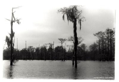 u43/magpiejst/medium/28128776.louisiana2.jpg
