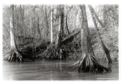 u43/magpiejst/medium/28128792.louisiana7.jpg