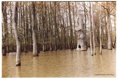 u43/magpiejst/medium/28128882.louisianacolor1.jpg